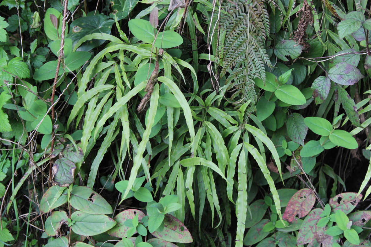 Pteris cretica